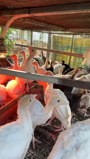 6 Weeks Turkeys