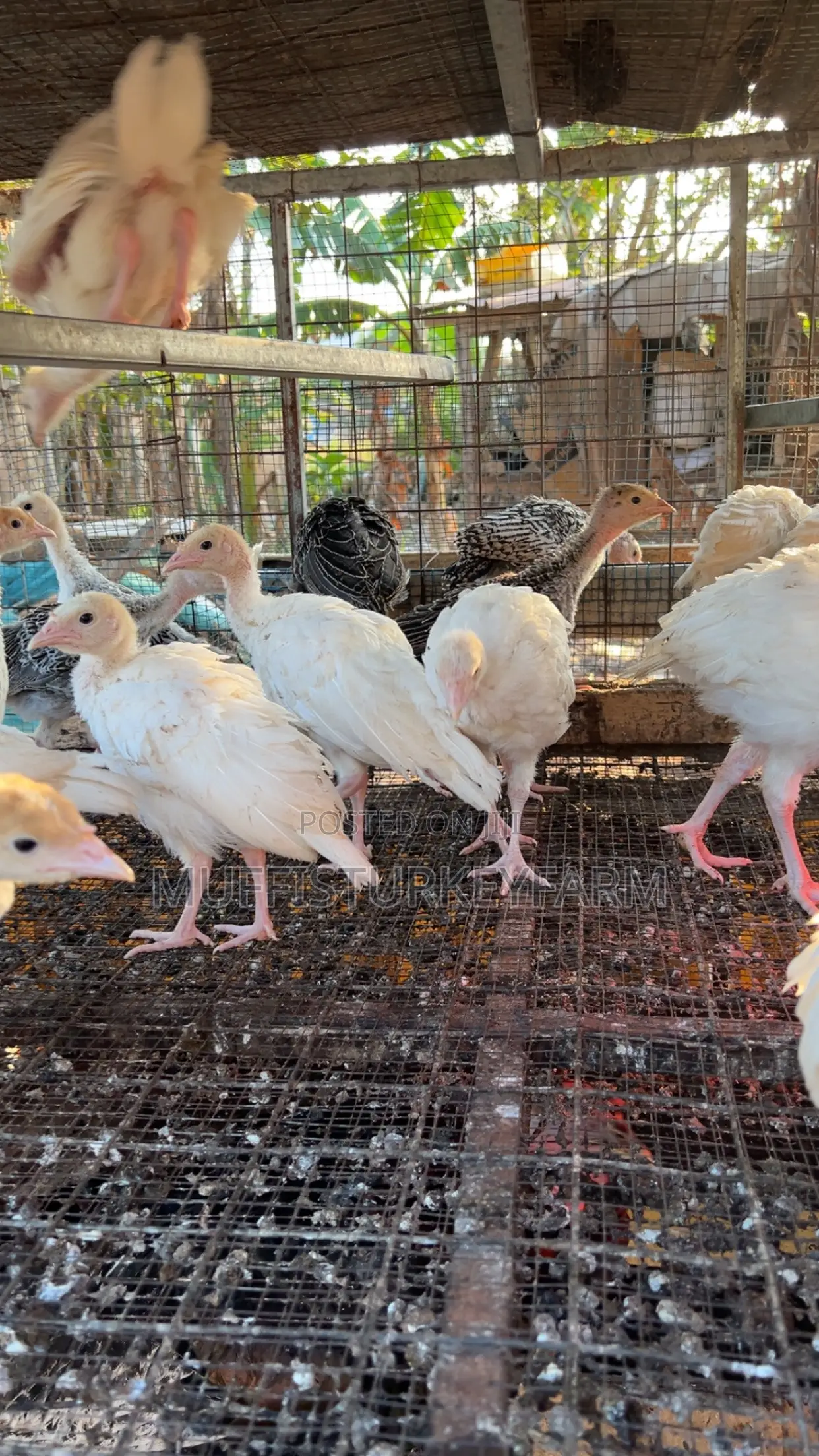 6 Weeks Turkeys