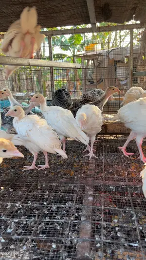 6 Weeks Turkeys