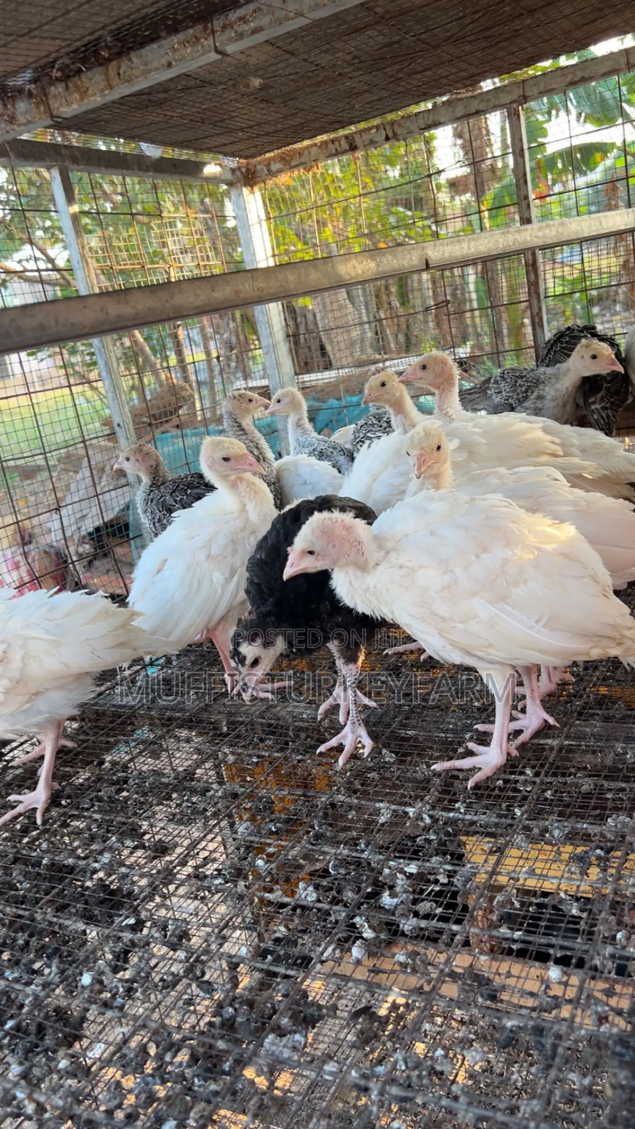 6 Weeks Turkeys
