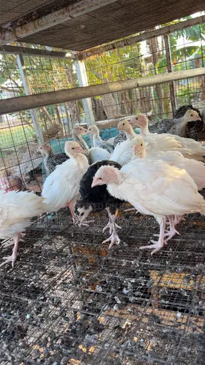 6 Weeks Turkeys