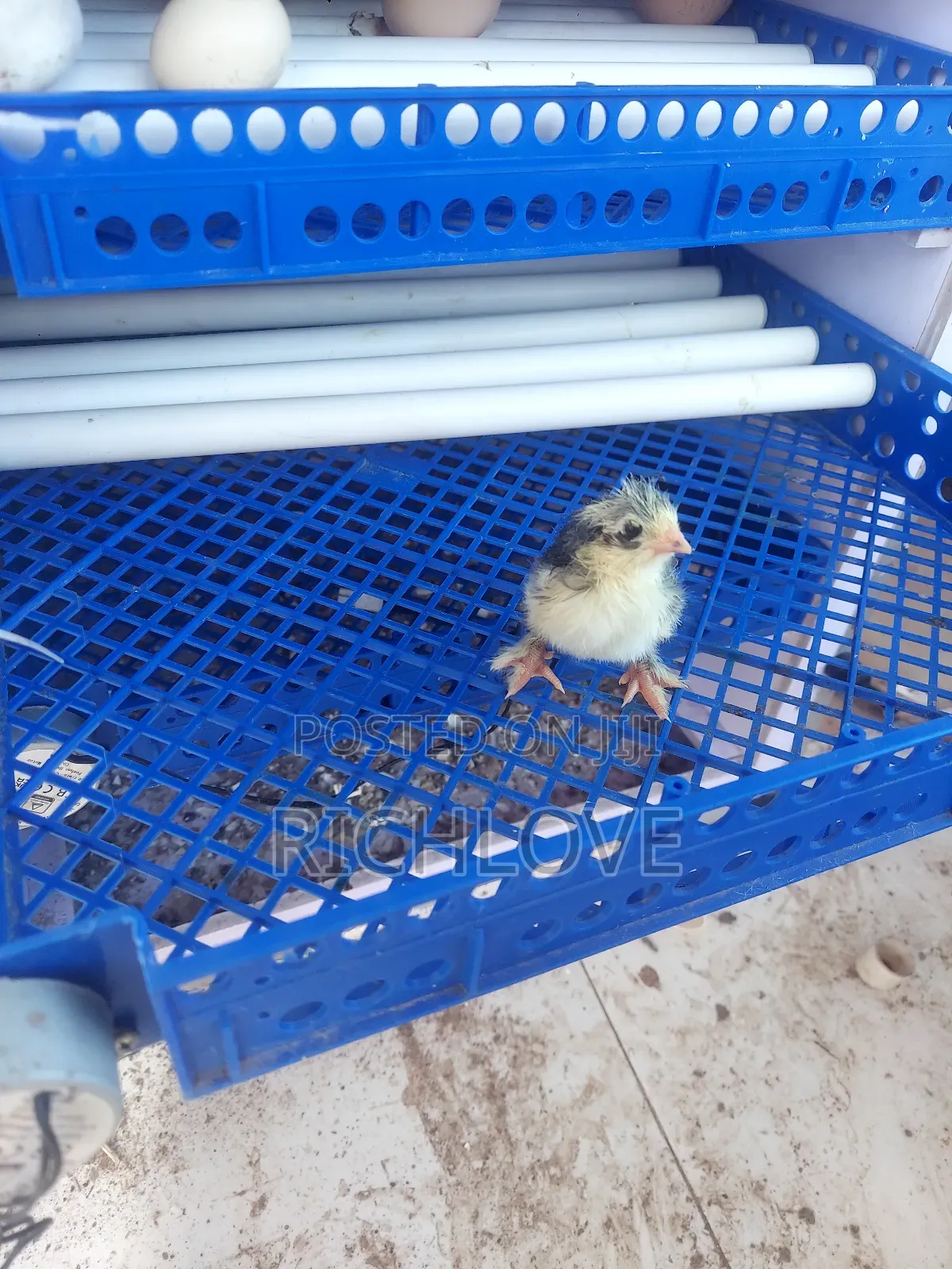Brahma Chicks for Sale