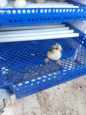 Brahma Chicks for Sale