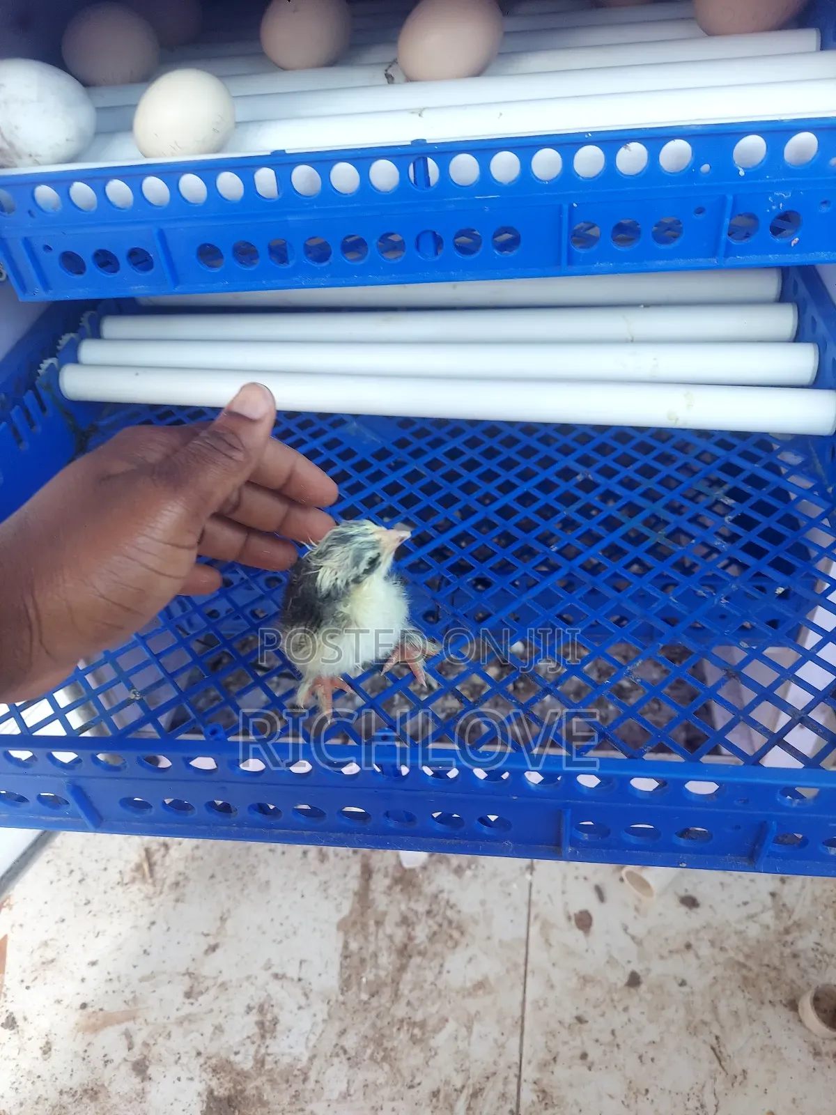 Brahma Chicks for Sale