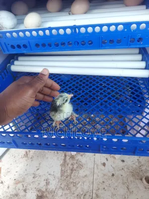 Brahma Chicks for Sale