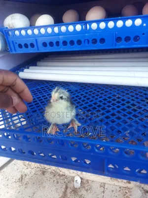 Brahma Chicks for Sale