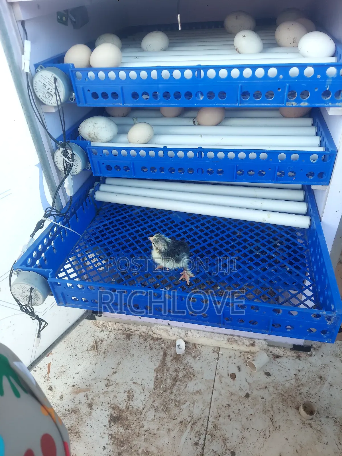 Brahma Chicks for Sale