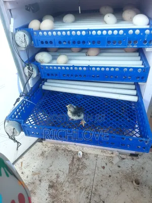 Brahma Chicks for Sale