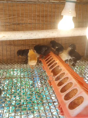 Brahma Chicks for Sale