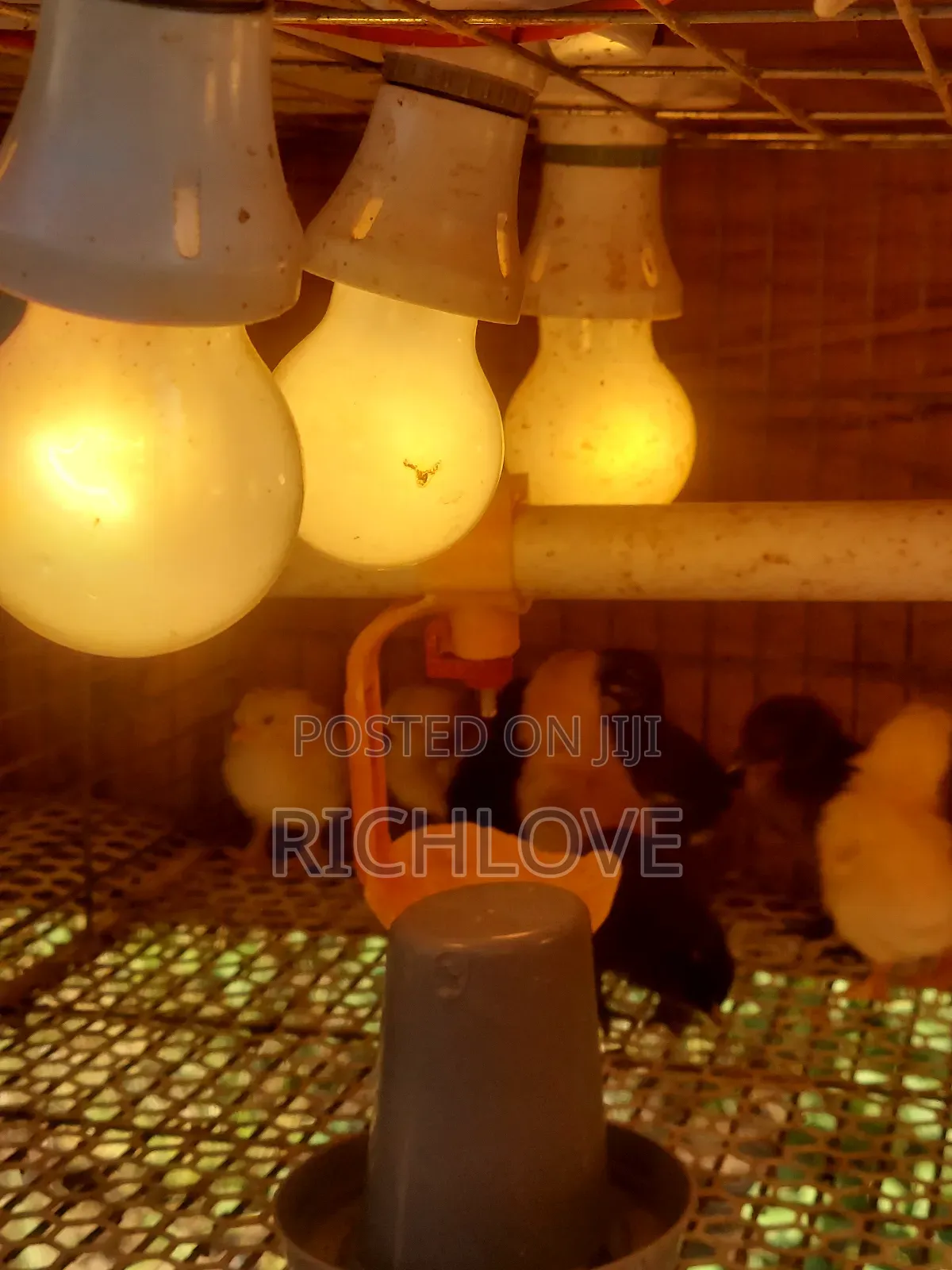 Brahma Chicks for Sale