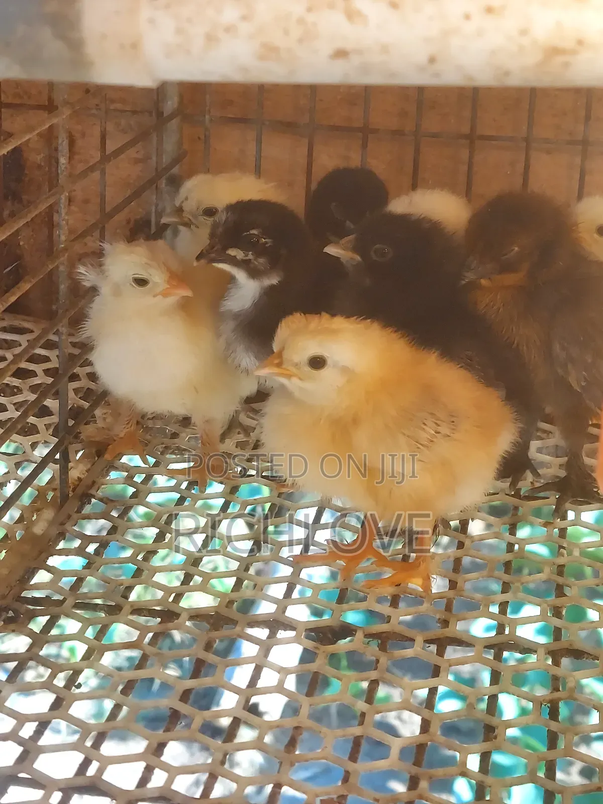 Brahma Chicks for Sale