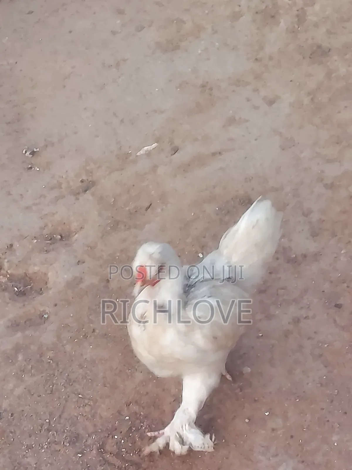 Brahma Chicks for Sale