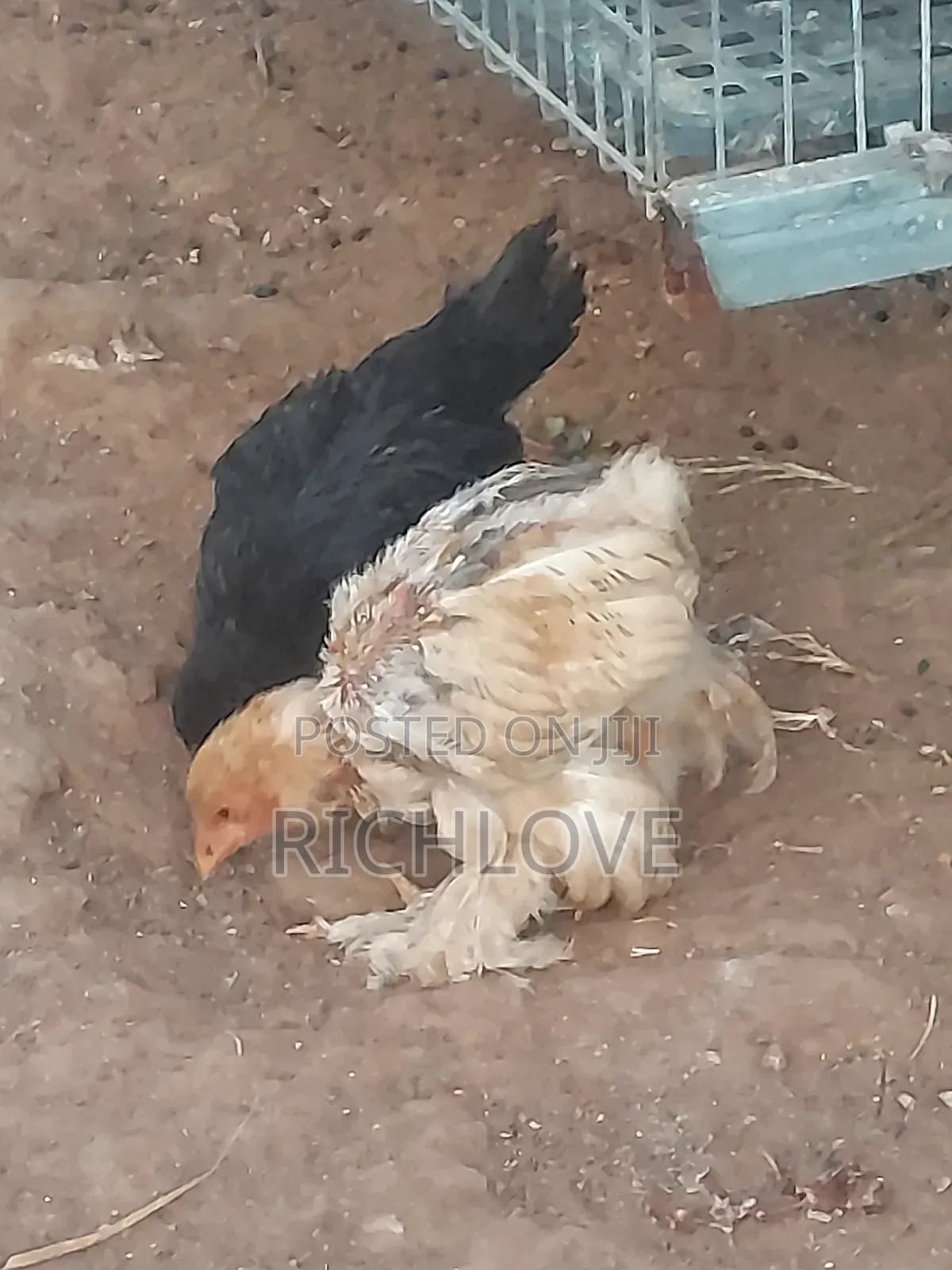 Brahma Chicks for Sale