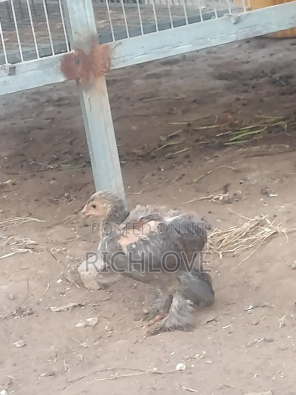 Brahma Chicks for Sale