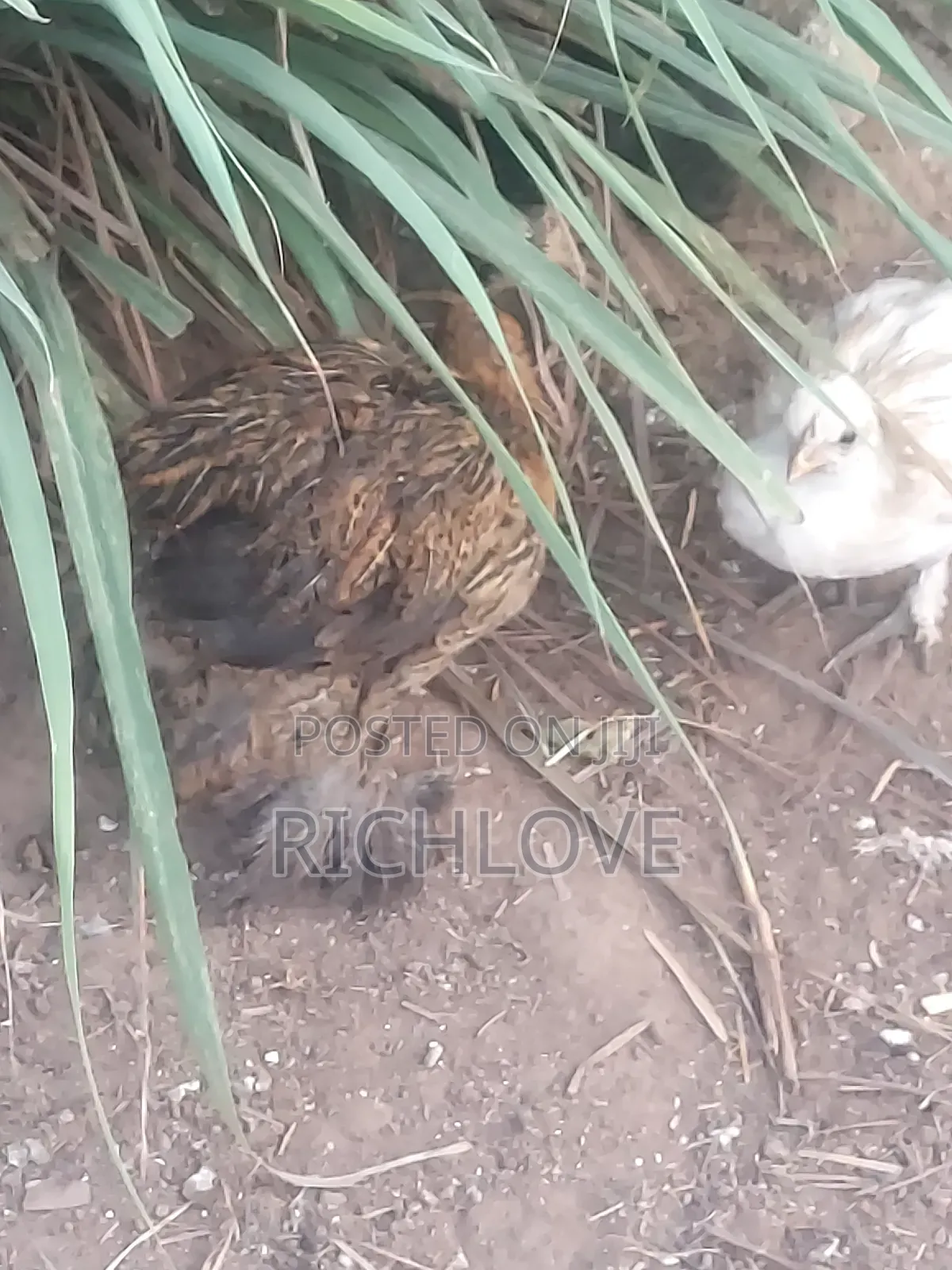 Brahma Chicks for Sale