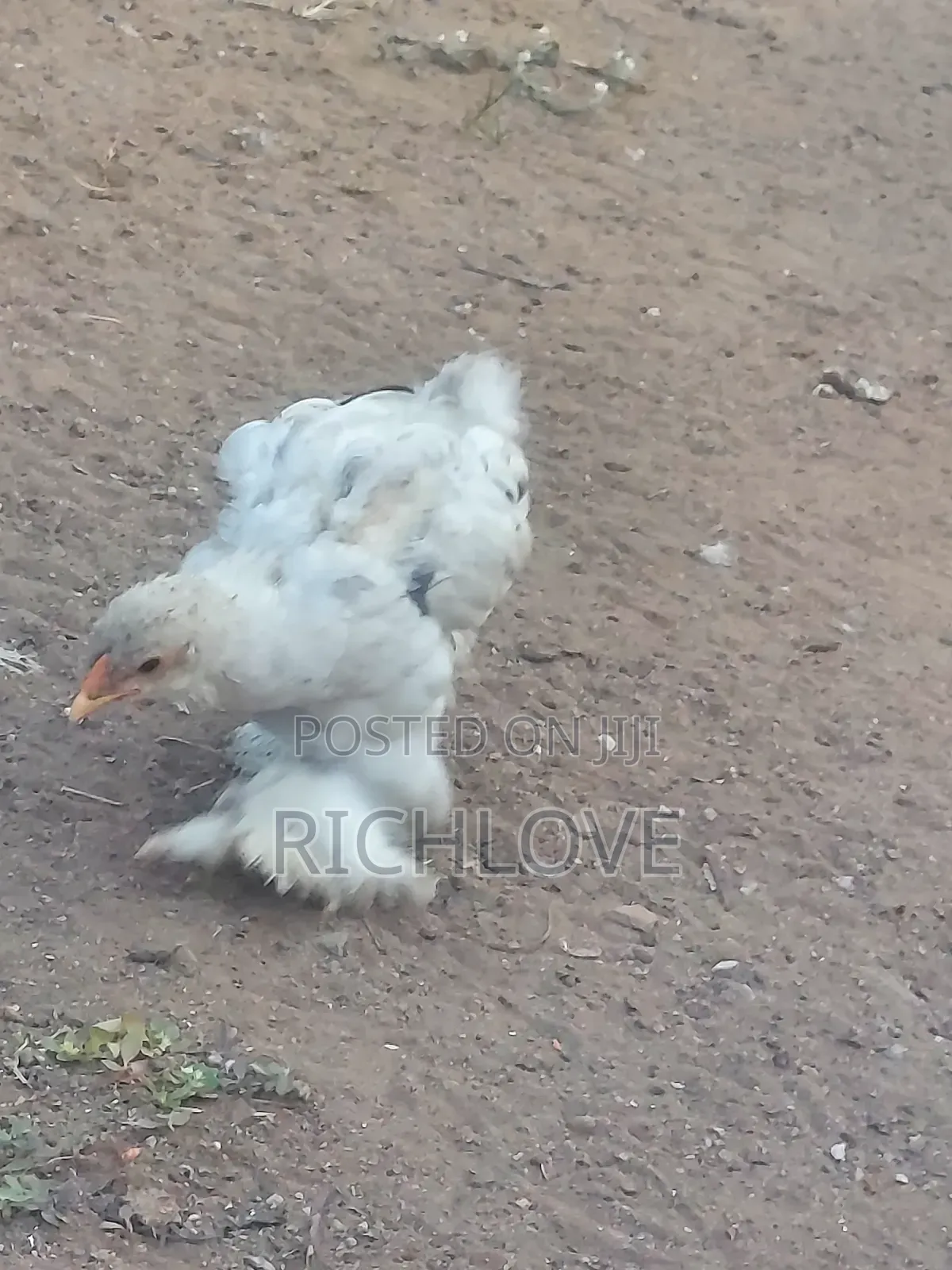 Brahma Chicks for Sale