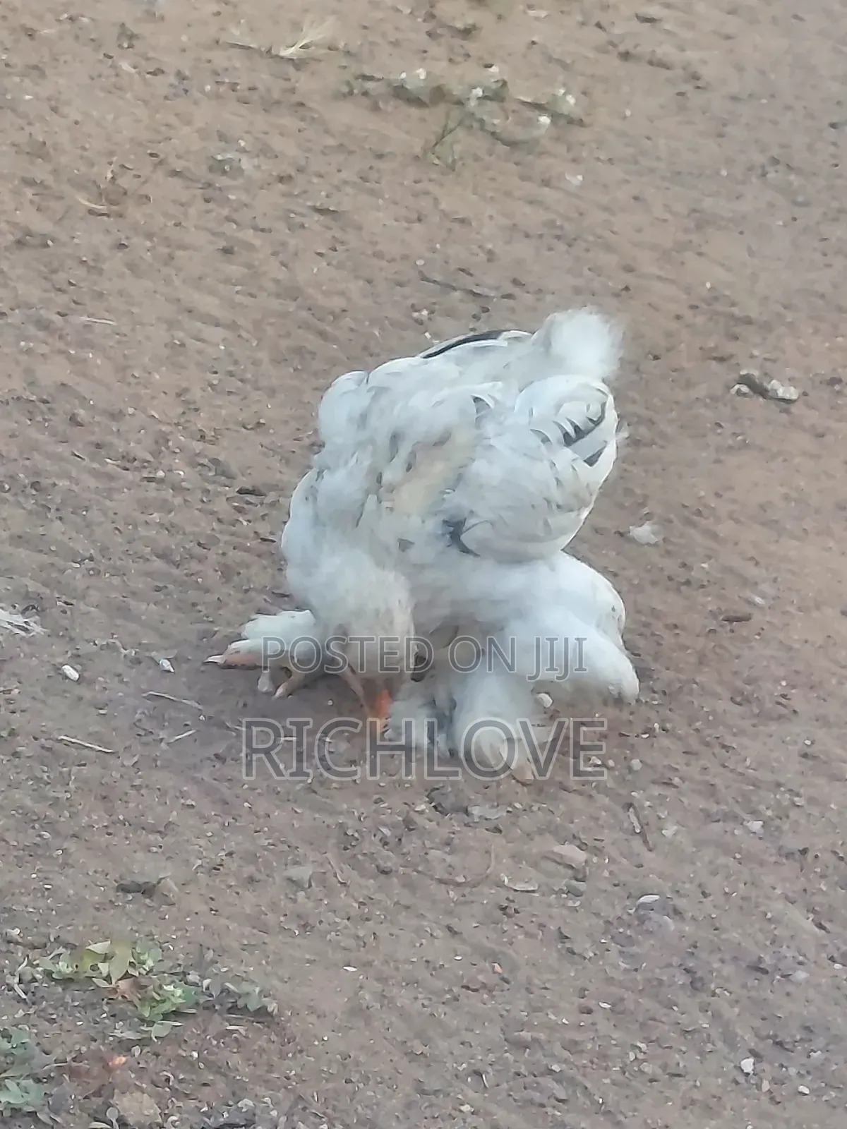 Brahma Chicks for Sale