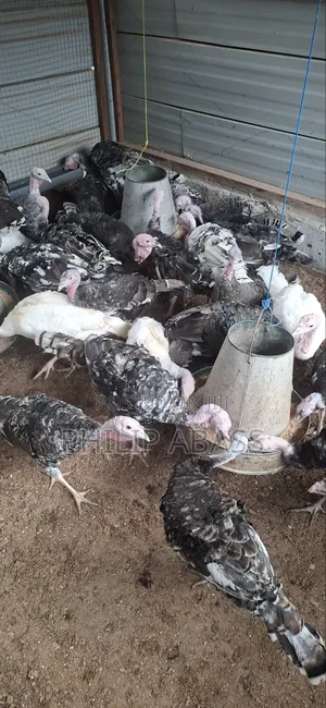 Mature Turkeys