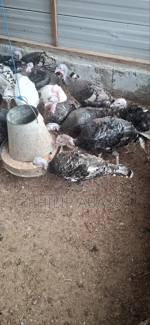 Mature Turkeys