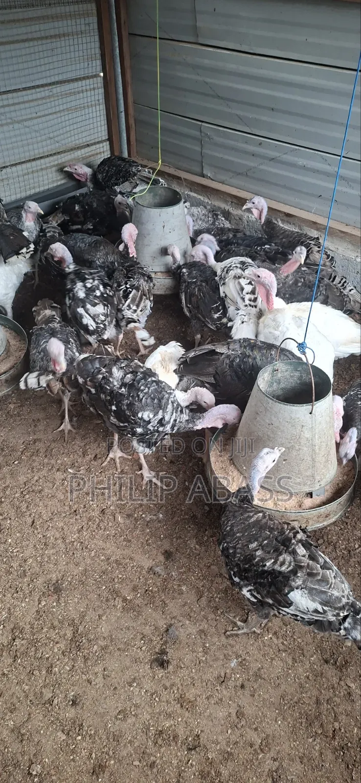 Mature Turkeys
