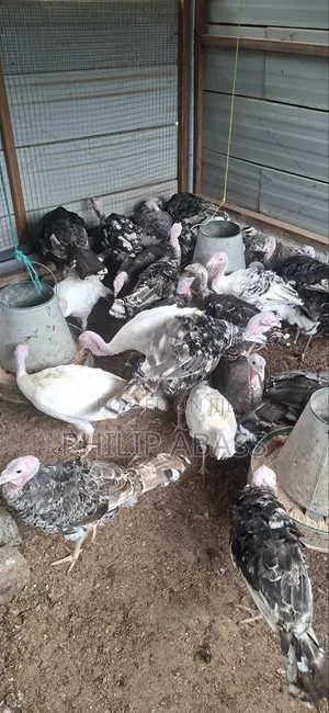 Mature Turkeys