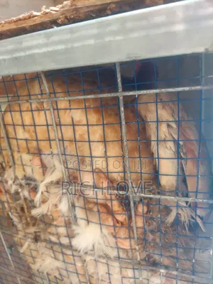 Fertile Brahma Eggs for Sale
