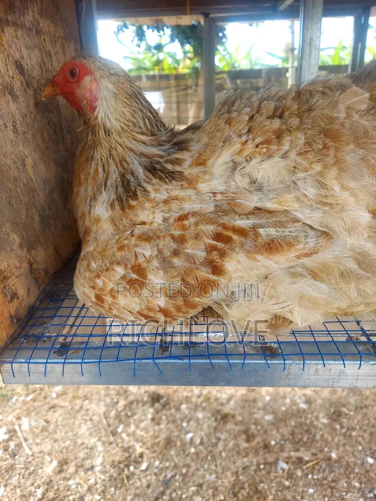 Fertile Brahma Eggs for Sale