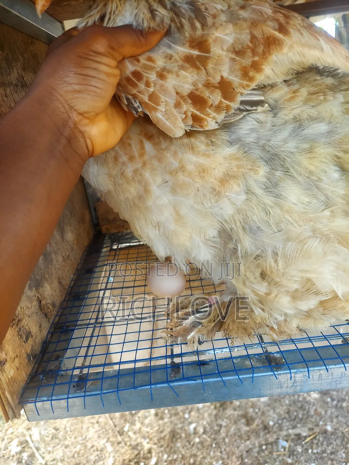 Fertile Brahma Eggs for Sale