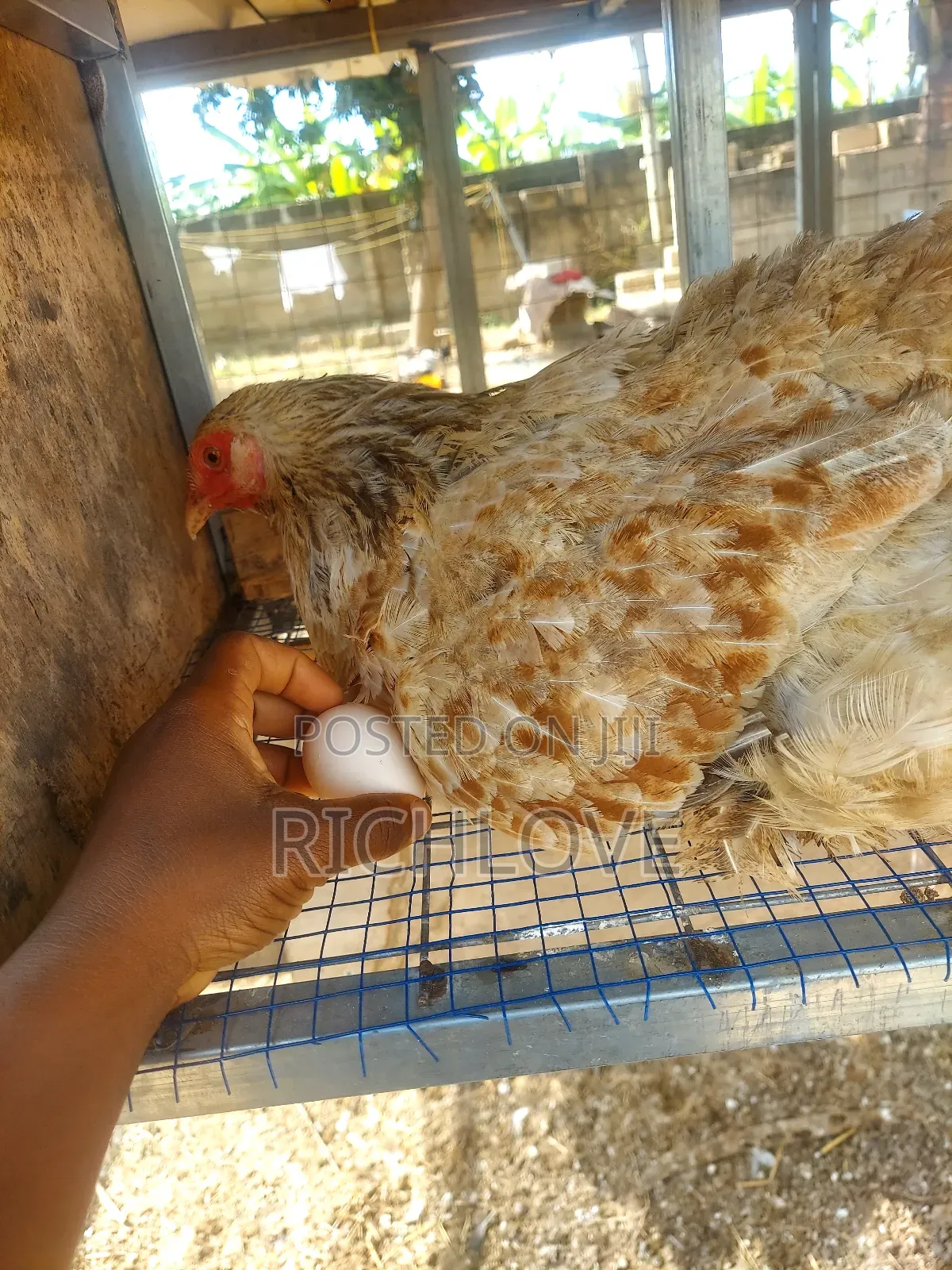 Fertile Brahma Eggs for Sale