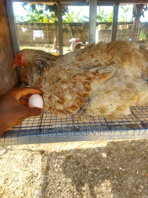Fertile Brahma Eggs for Sale