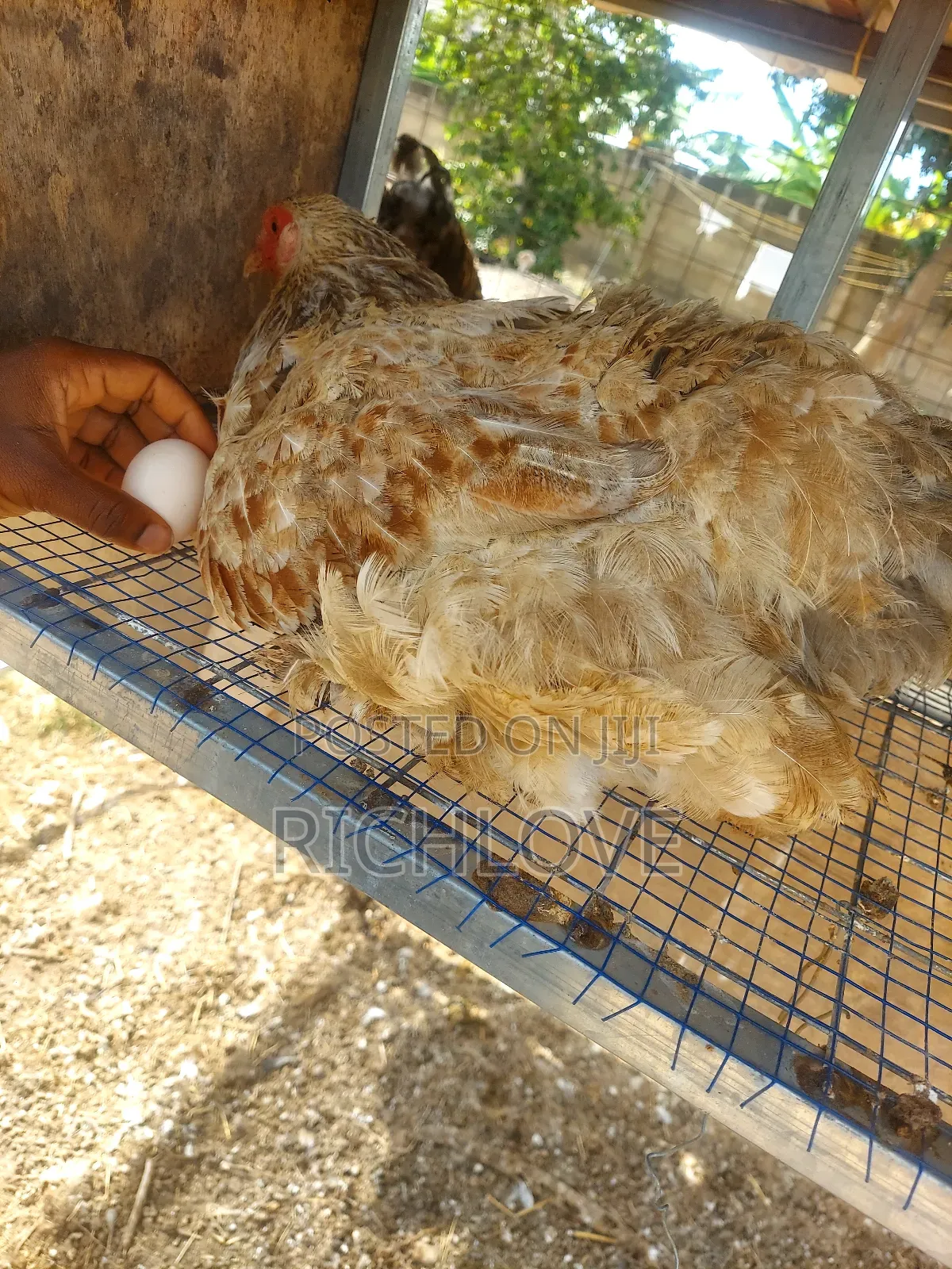 Fertile Brahma Eggs for Sale