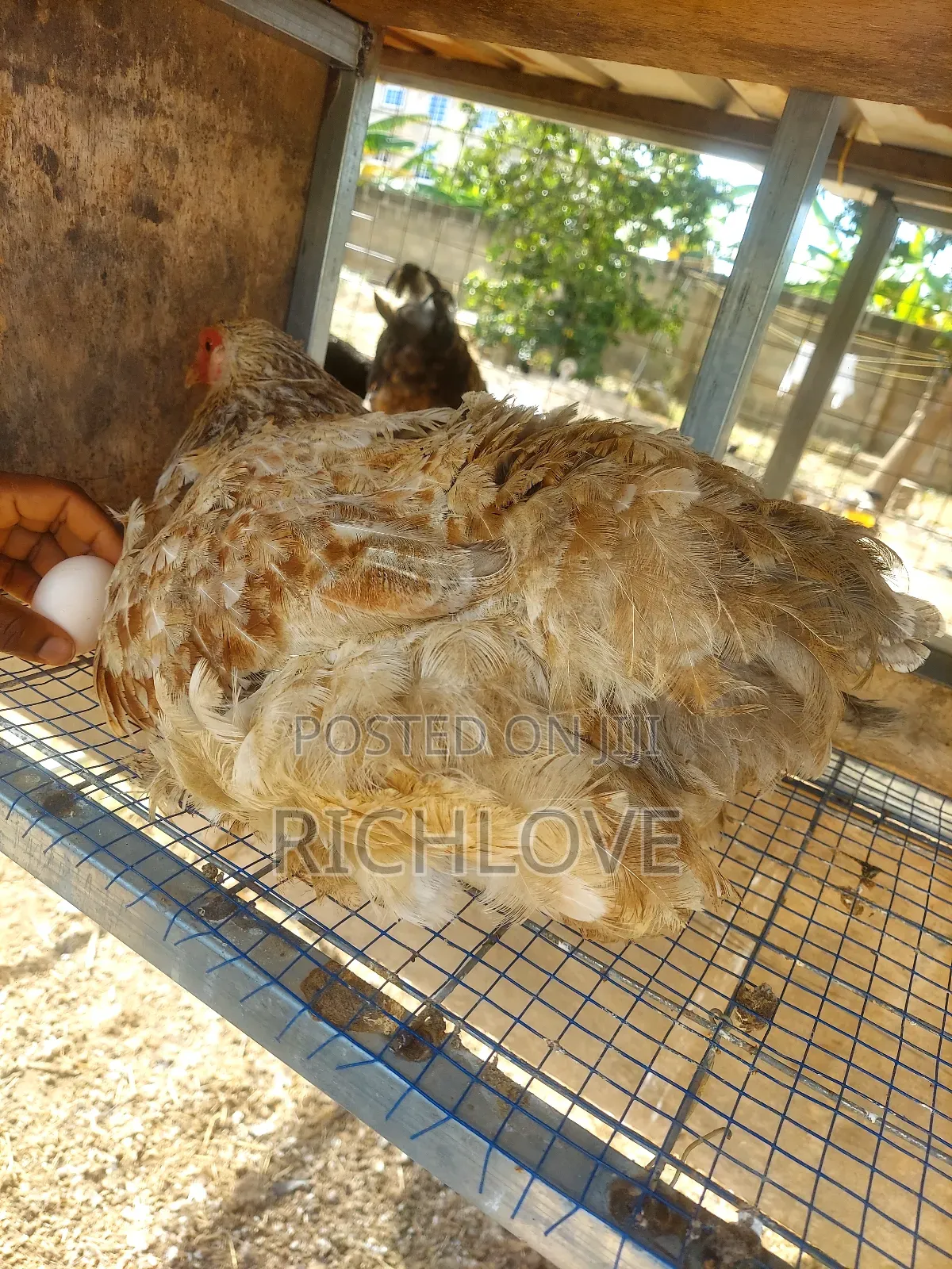 Fertile Brahma Eggs for Sale