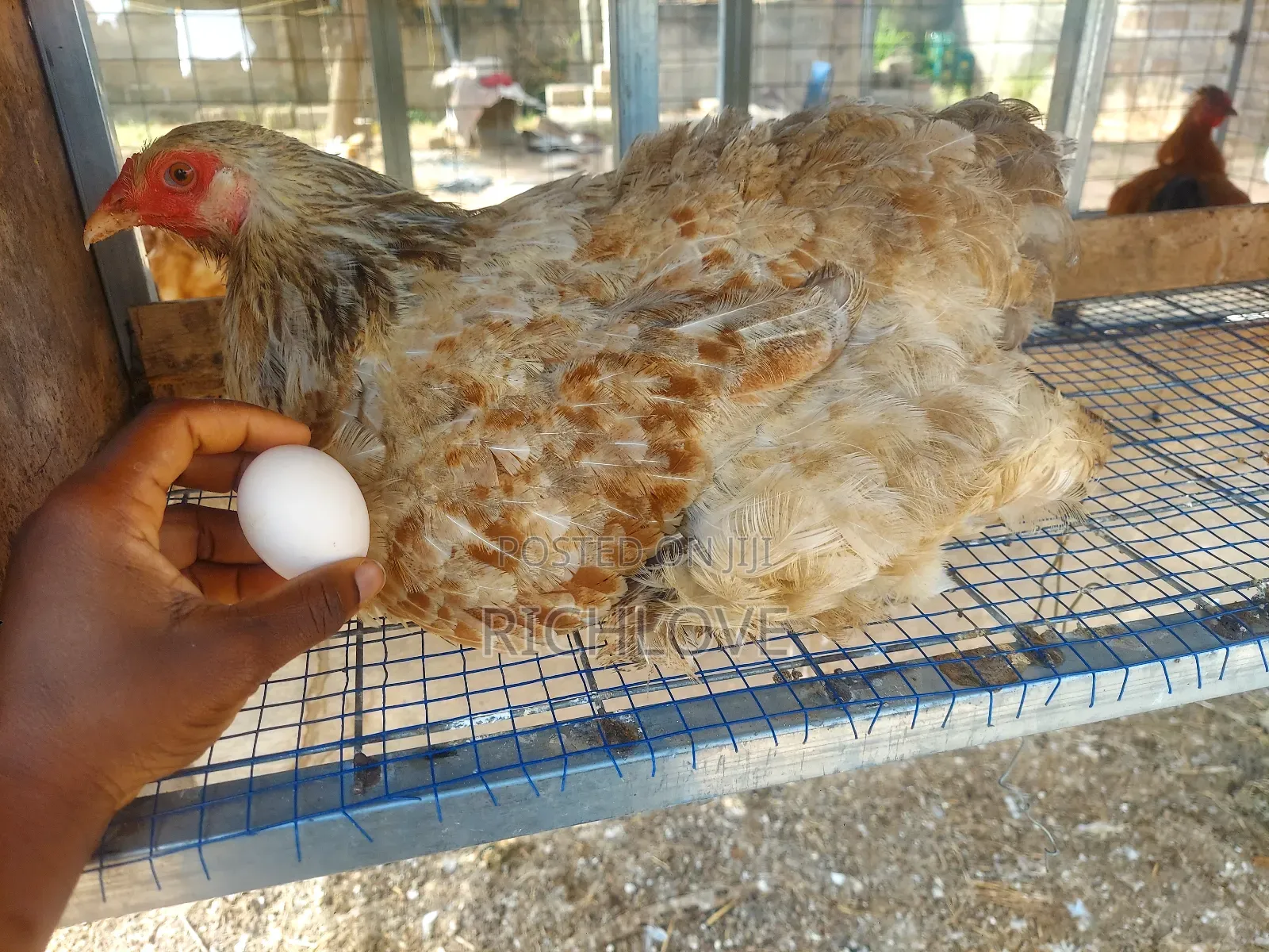 Fertile Brahma Eggs for Sale