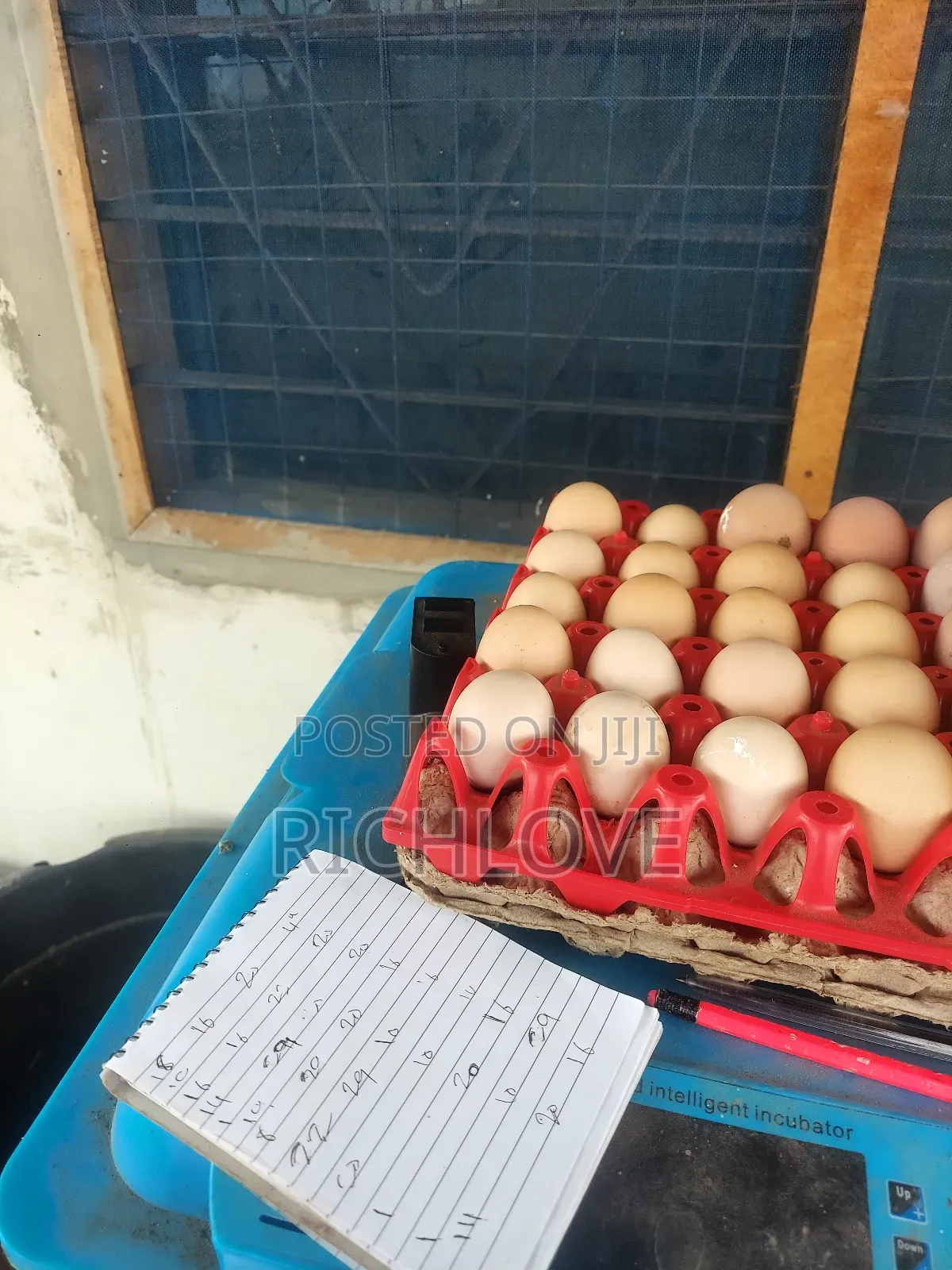 Fertile Brahma Eggs for Sale
