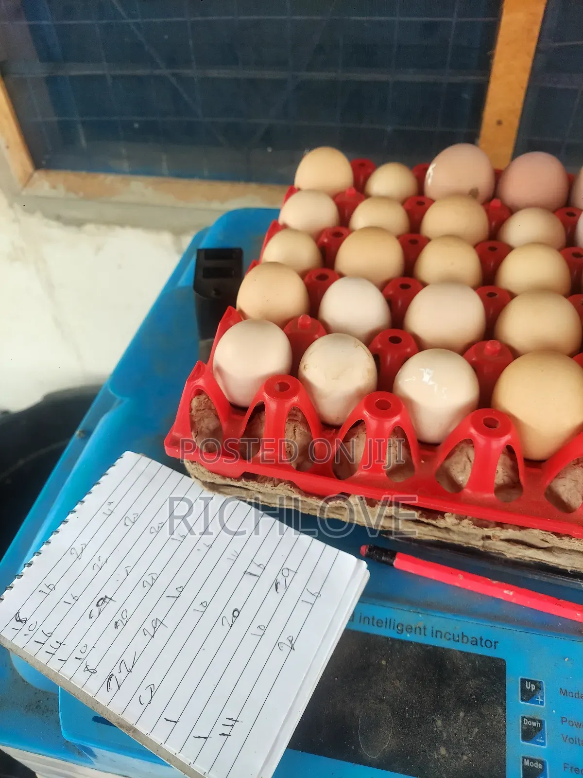 Fertile Brahma Eggs for Sale