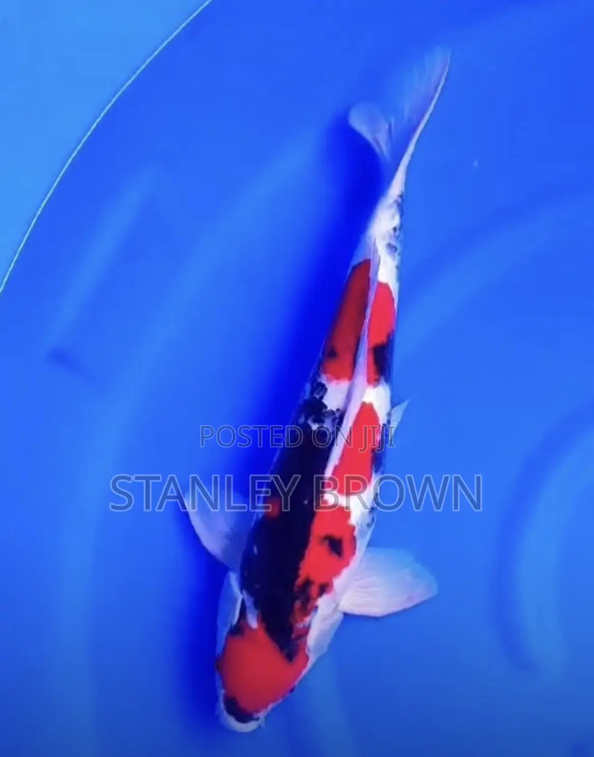 60cm Showa Koi
