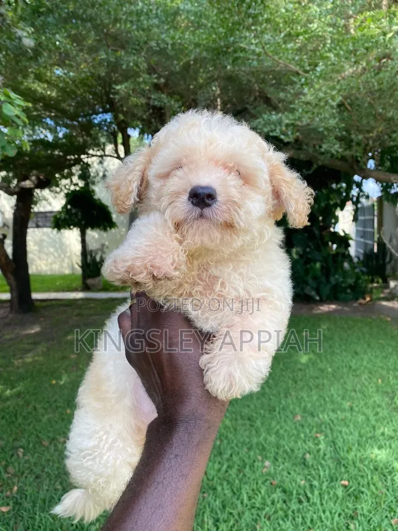 1-3 months Male Purebred Poodle