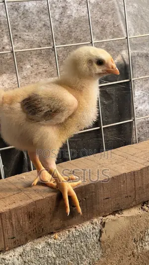 Sasso Broiler Chicks