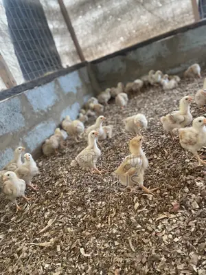 Sasso Broiler Chicks