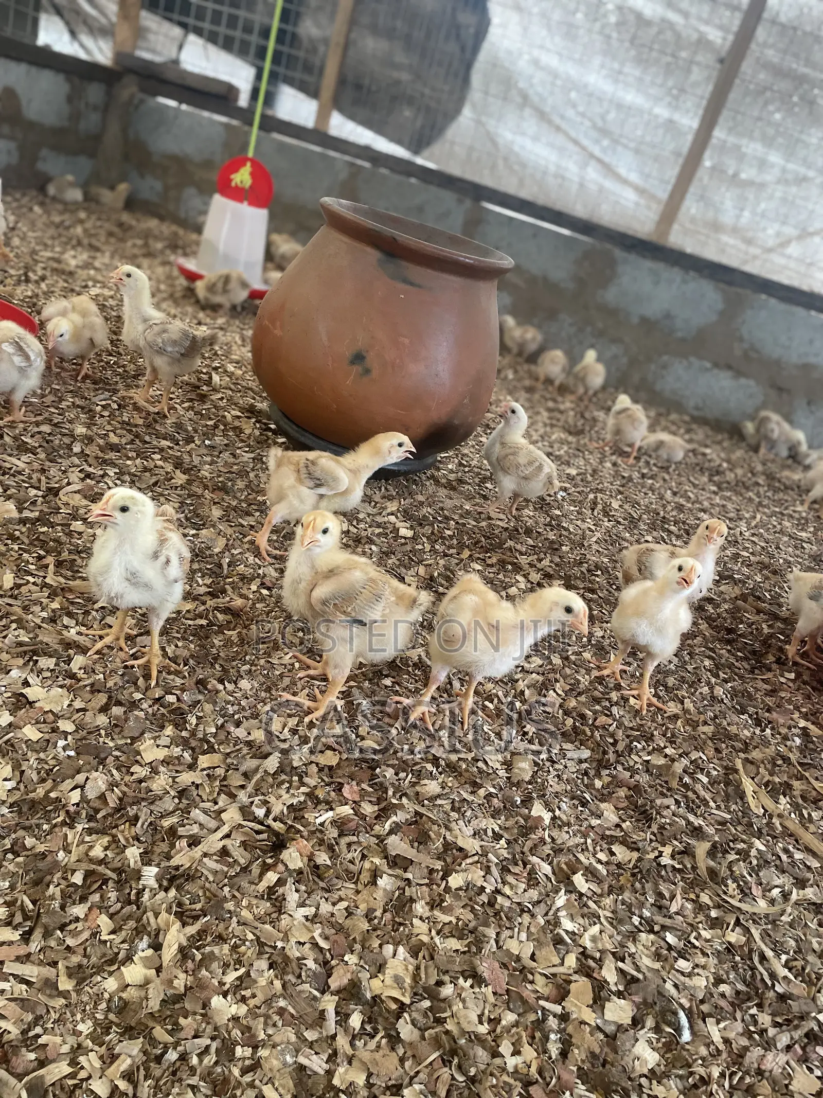 Sasso Broiler Chicks