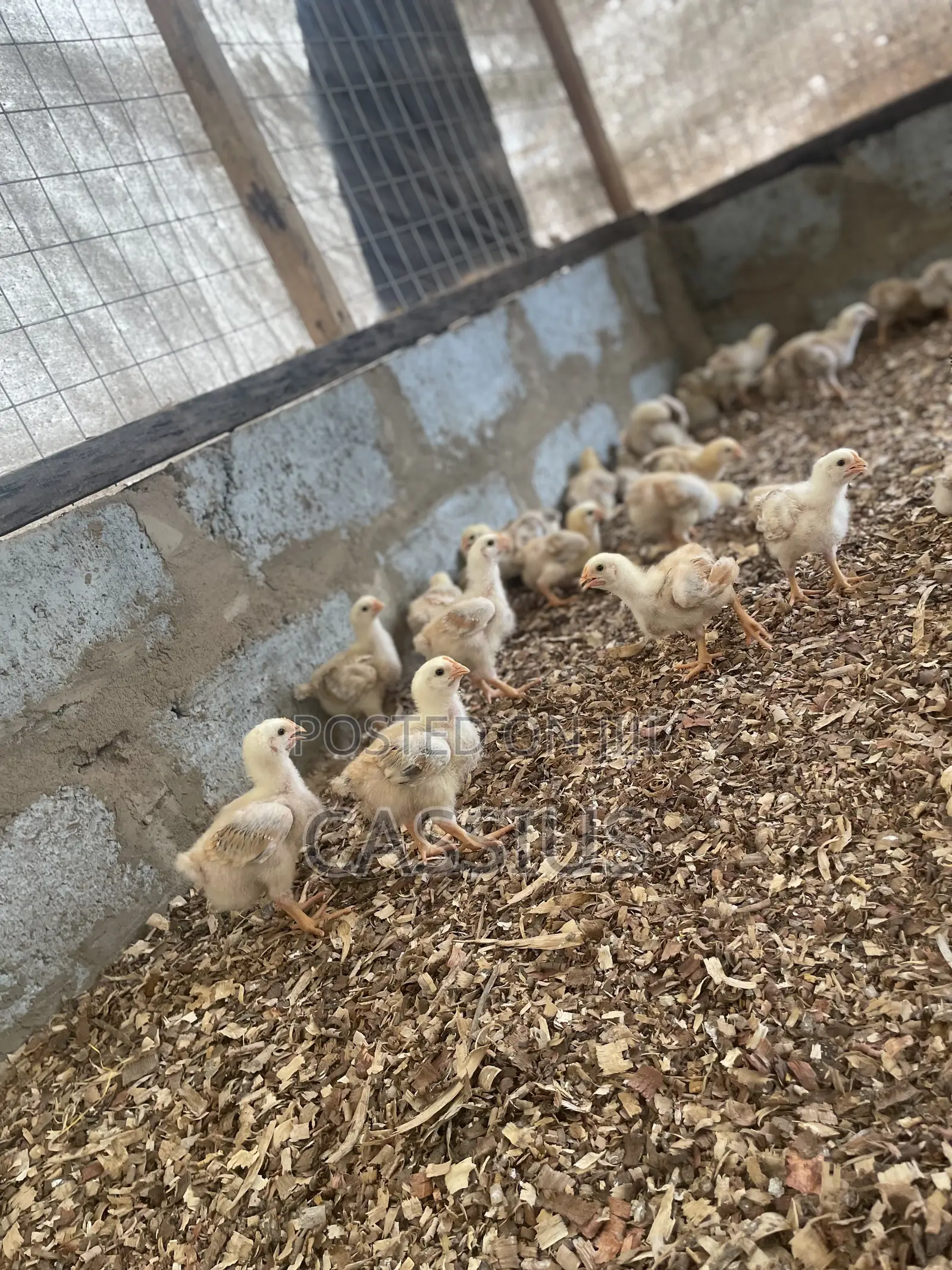 Sasso Broiler Chicks