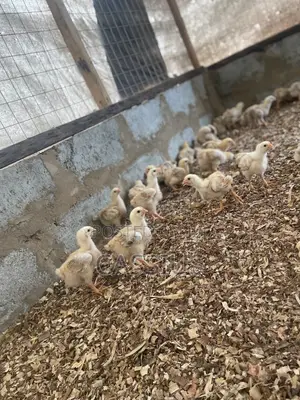 Sasso Broiler Chicks