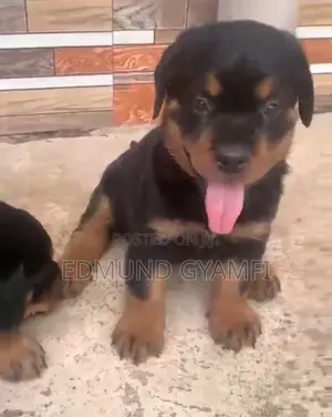 1-3 months Male Purebred Rottweiler
