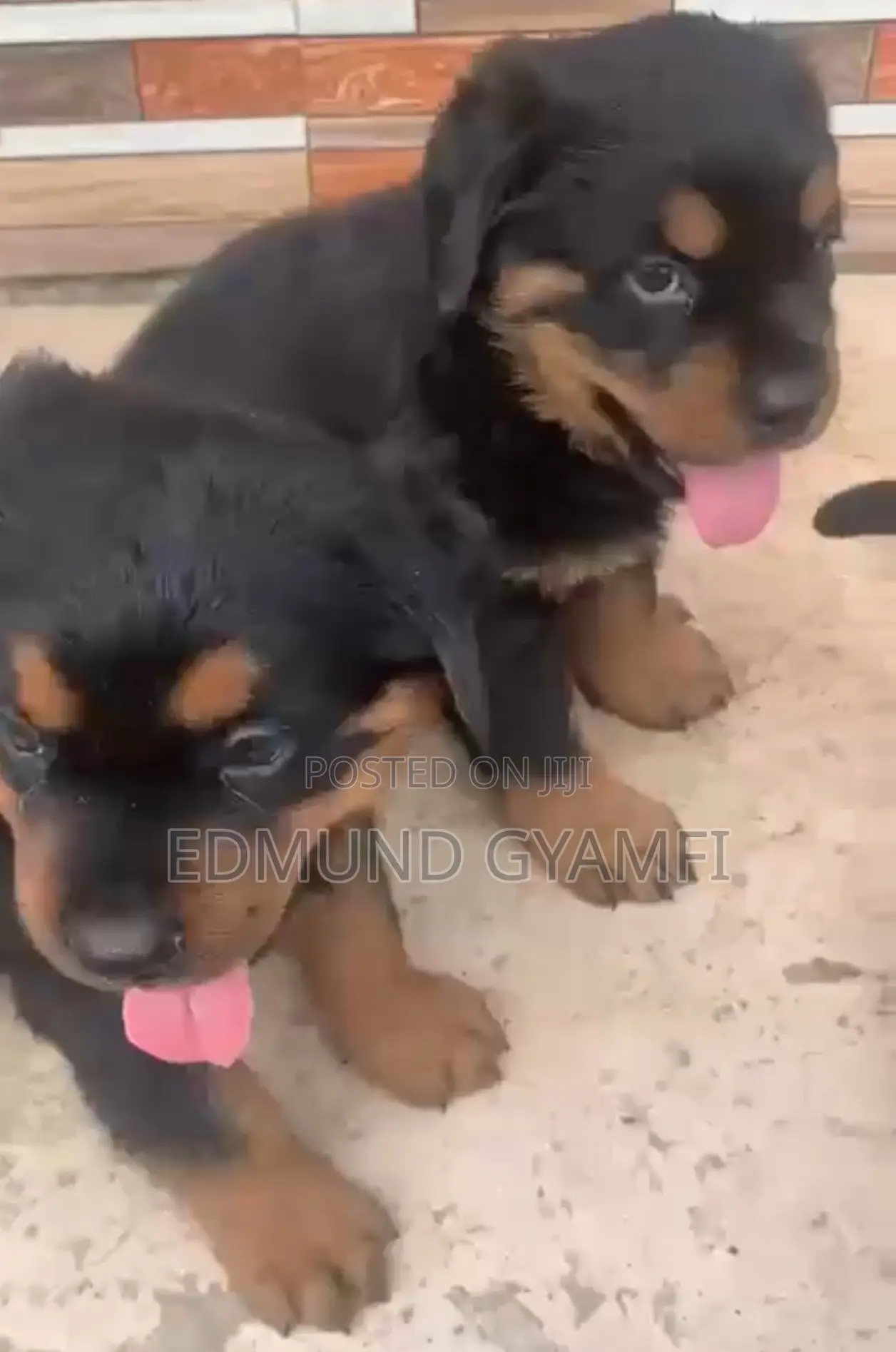 1-3 months Male Purebred Rottweiler