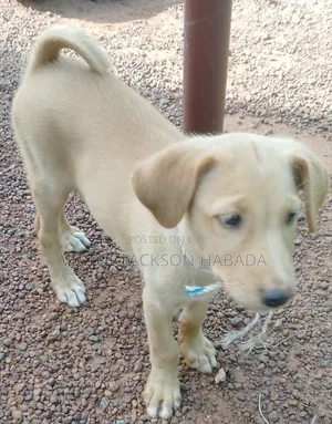 1-3 months Male Mixed Breed Labrador Retriever