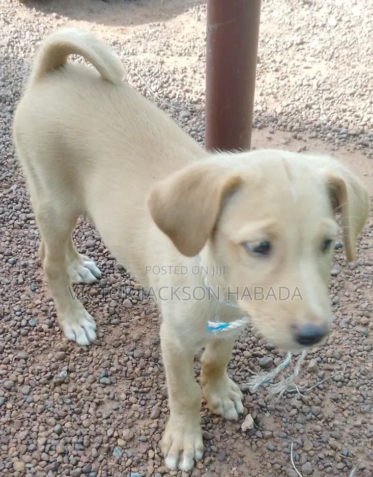 1-3 months Male Mixed Breed Labrador Retriever