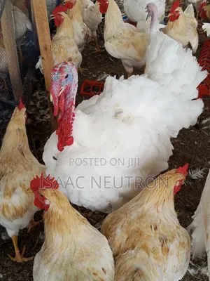 Poultry Birds, Hybrid Turkey, Sheep