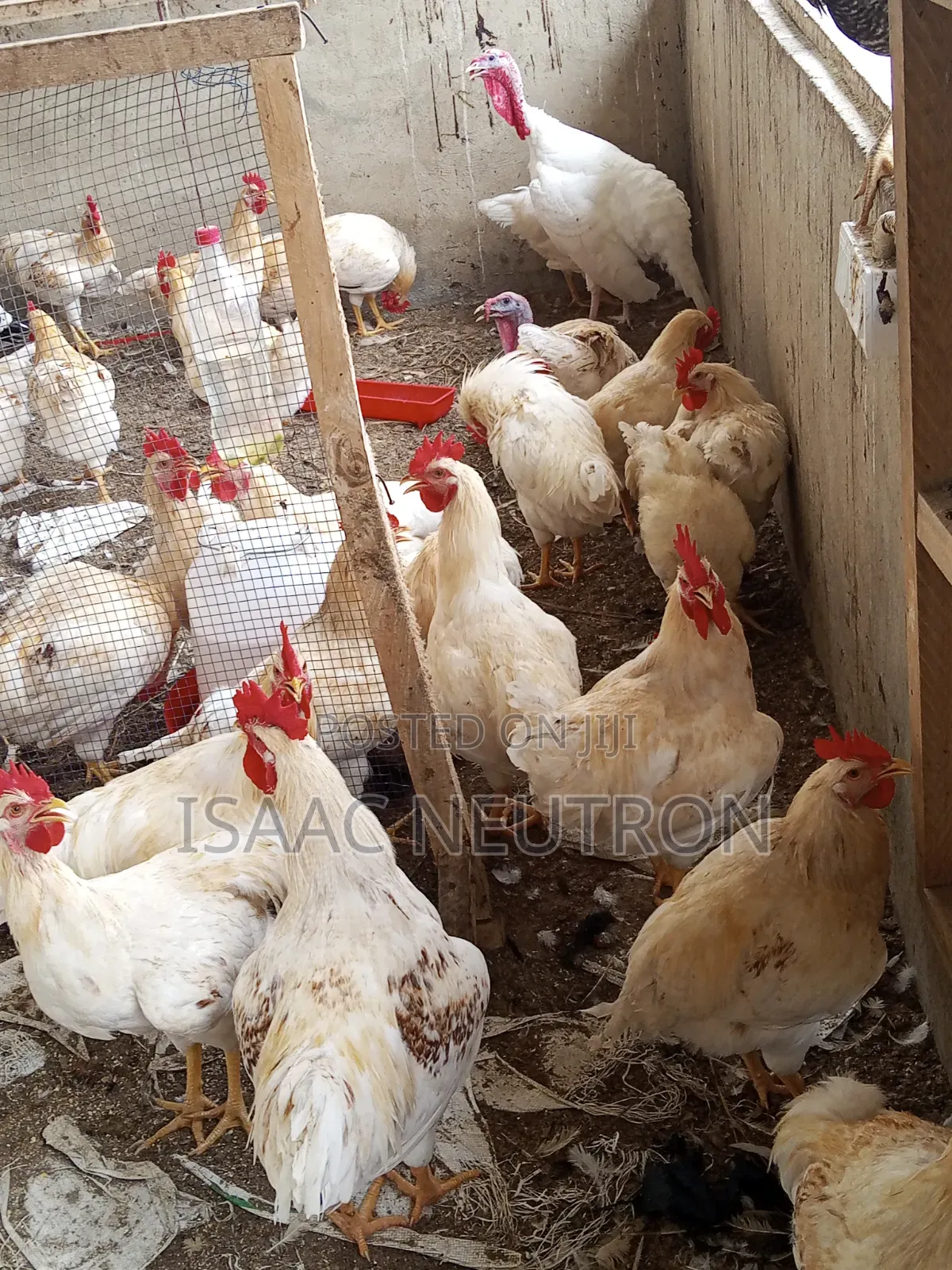 Poultry Birds, Hybrid Turkey, Sheep