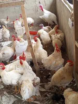 Poultry Birds, Hybrid Turkey, Sheep