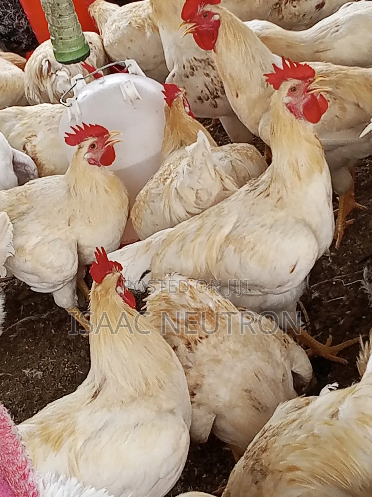 Poultry Birds, Hybrid Turkey, Sheep